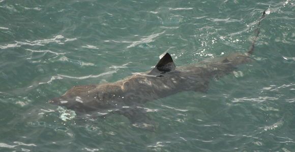 Une invasion de requins en Bretagne