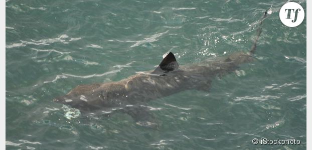 Une invasion de requins en Bretagne