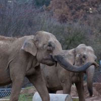 Baby et Népal : les éléphantes vont loger chez les Grimaldi