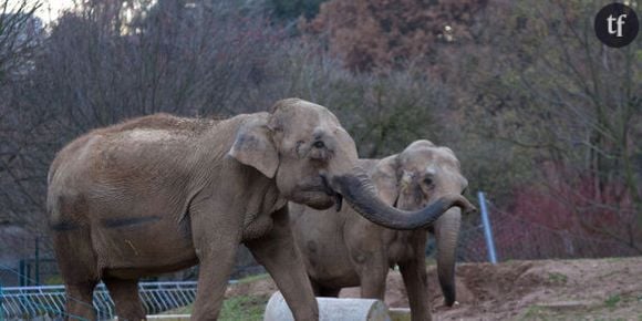 Baby et Népal : les éléphantes vont loger chez les Grimaldi