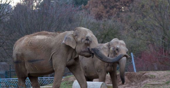 Baby et Népal : les éléphantes vont loger chez les Grimaldi