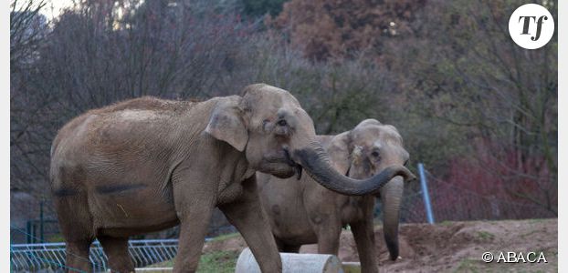 Baby et Népal : les éléphantes vont loger chez les Grimaldi