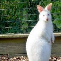 Petit kangourou albinos cherche désespérément un nom