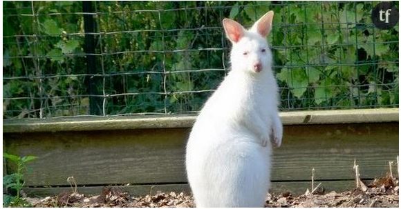 Petit kangourou albinos cherche désespérément un nom