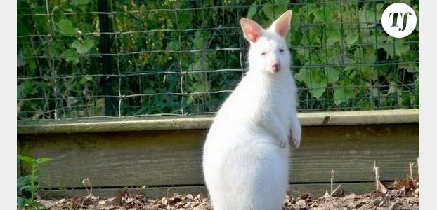 Petit kangourou albinos cherche désespérément un nom