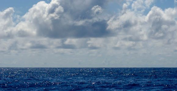 Requins : les eaux réunionnaises sont-elles trop dangereuses pour s'y baigner ?