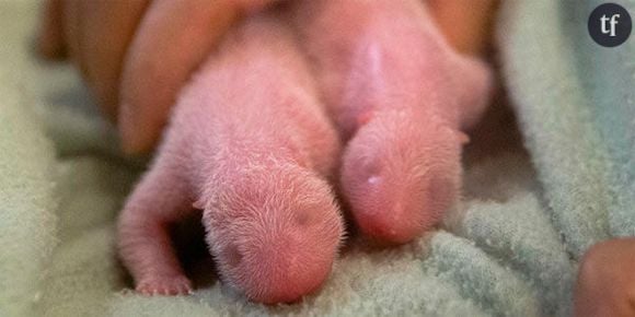 Des pandas jumeaux naissent aux États-Unis - la vidéo mignonne du jour