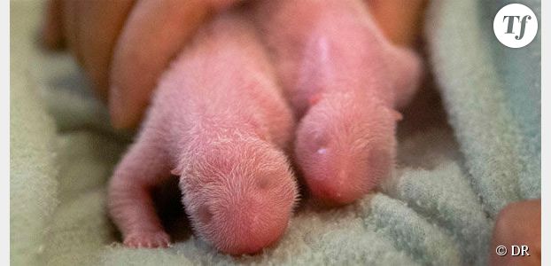 Des pandas jumeaux naissent aux États-Unis - la vidéo mignonne du jour 
