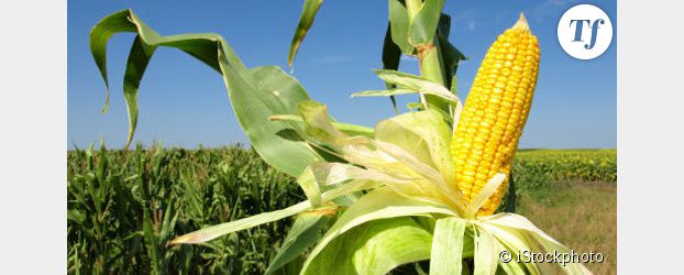 OGM : fin des recherches dans les champs en France