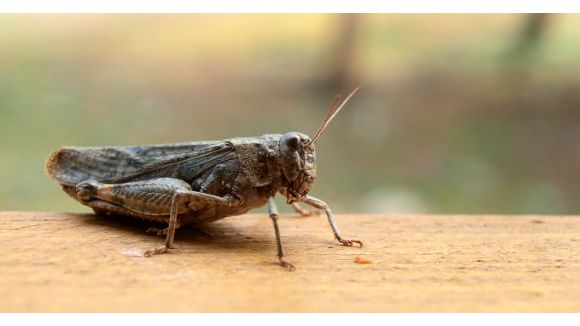 McDonald's : un criquet dans un Big Tasty en Angleterre