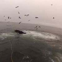 Des baleines manquent d’engloutir des plongeurs par erreur - Vidéo