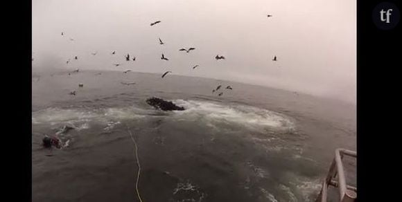 Des baleines manquent d’engloutir des plongeurs par erreur - Vidéo