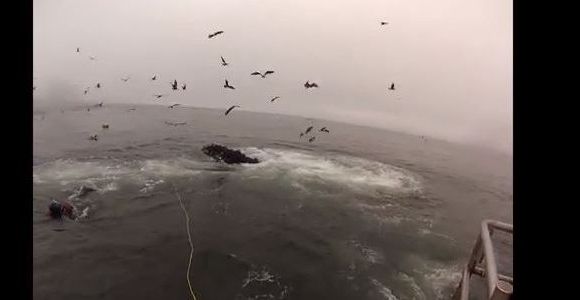 Des baleines manquent d’engloutir des plongeurs par erreur - Vidéo