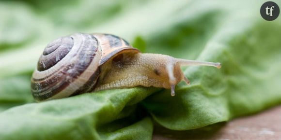 La bave d'escargot comme cosmétique : arnaque ou miracle ?