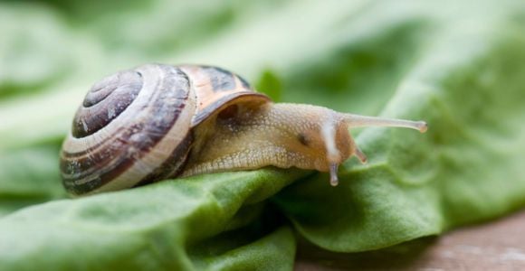 La bave d'escargot comme cosmétique : arnaque ou miracle ?