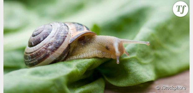 La bave d'escargot comme cosmétique : arnaque ou miracle ?