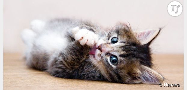 Allergie au chat : un traitement bientôt au point ?