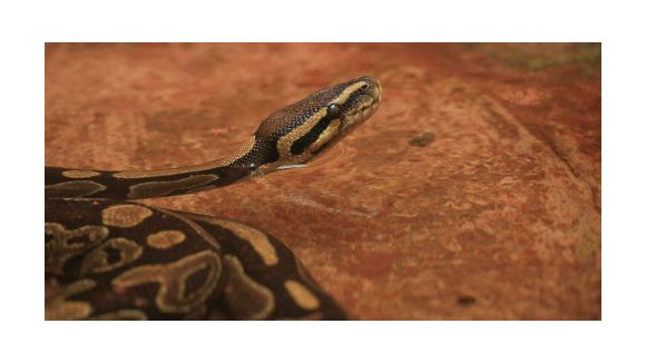 Un python tue deux enfants dans leur sommeil