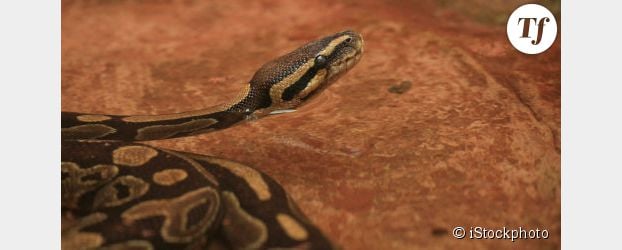 Un python tue deux enfants dans leur sommeil