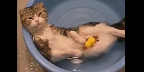 Journée du chat : les vidéos de chats les plus drôles