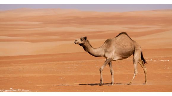 Le coronavirus viendrait du dromadaire