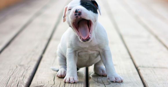 Comportement du chien : quelle est la signification des bâillements ?