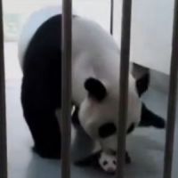 Une maman panda géant retrouve son bébé - vidéo