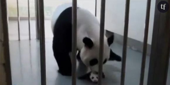 Une maman panda géant retrouve son bébé - vidéo
