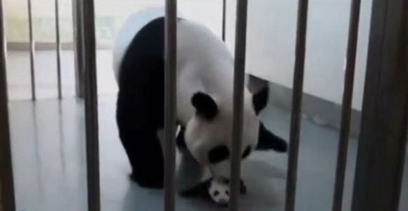 Une maman panda géant retrouve son bébé - vidéo