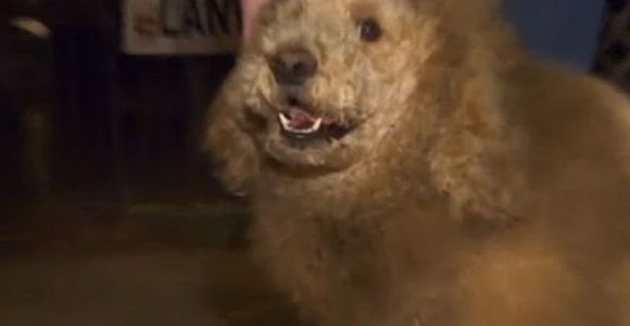 Un zoo chinois fait passer un chien pour un lion