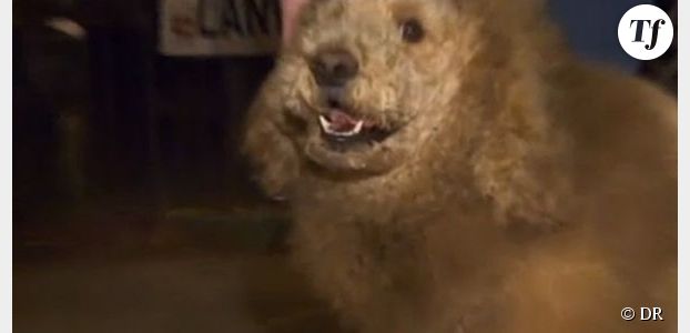 Un zoo chinois fait passer un chien pour un lion