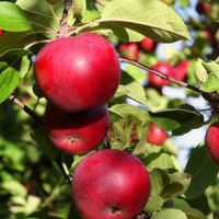 Les pommes changent de goût à cause du réchauffement climatique