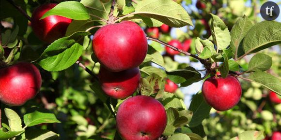 Les pommes changent de goût à cause du réchauffement climatique