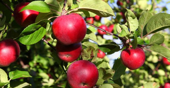 Les pommes changent de goût à cause du réchauffement climatique