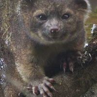 Olinguito : le petit mammifère entre le chat et l'ours en peluche