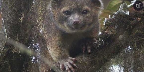 Olinguito : le petit mammifère entre le chat et l'ours en peluche