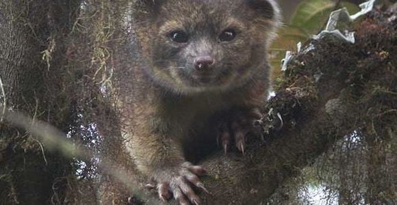 Olinguito : le petit mammifère entre le chat et l'ours en peluche