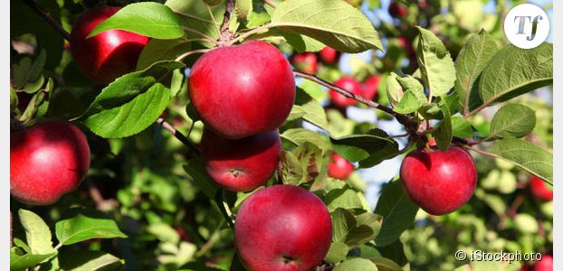 Réchauffement climatique : quel est le nouveau goût des pommes ?