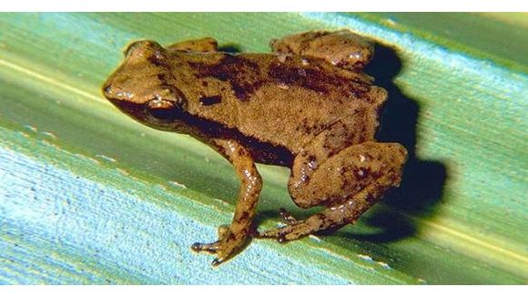 Gardiner : des minuscules grenouilles qui entendent par la bouche