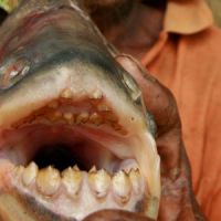 Pacu : que fait un poisson mangeur de testicules dans la Seine ?