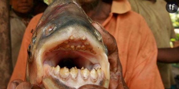 Pacu : que fait un poisson mangeur de testicules dans la Seine ?