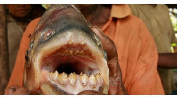 Pacu : que fait un poisson mangeur de testicules dans la Seine ?