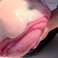 Sauvons le blobfish, animal le plus moche de la planète – photos