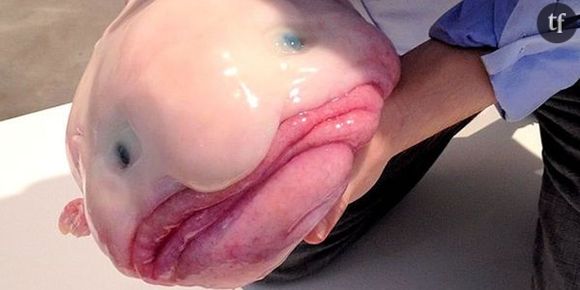 Sauvons le blobfish, animal le plus moche de la planète – photos