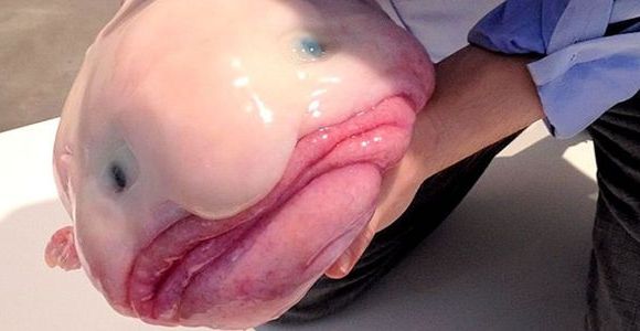 Sauvons le blobfish, animal le plus moche de la planète – photos