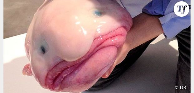 Sauvons le blobfish, animal le plus moche de la planète – photos