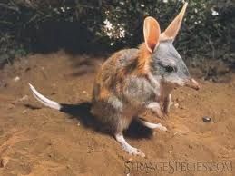 Pâques: Le bilby plus tendance que le lapin en chocolat...en Australie