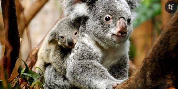 Réchauffement climatique : les koalas en danger