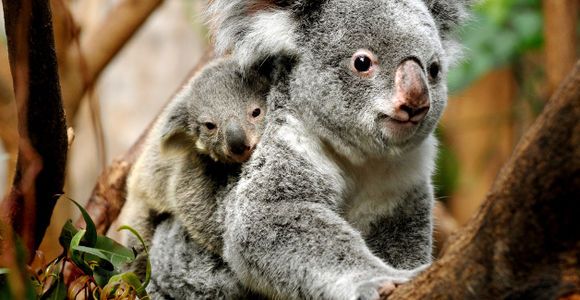 Réchauffement climatique : les koalas en danger