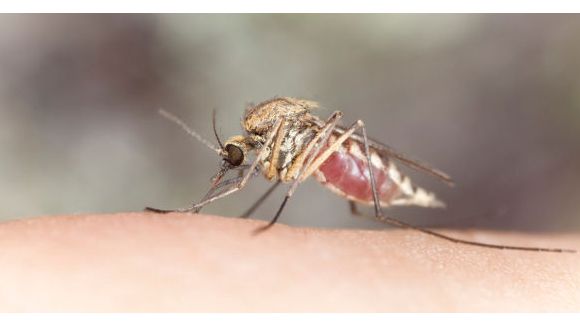 Le premier vaccin anti-paludisme est-il pour bientôt ?